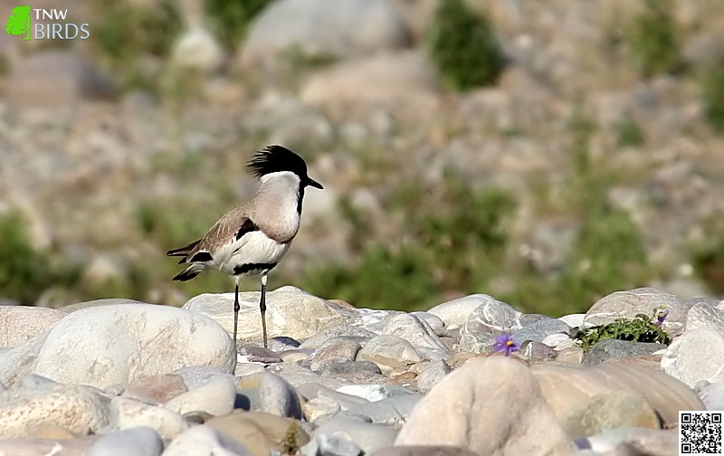 River Lapwing